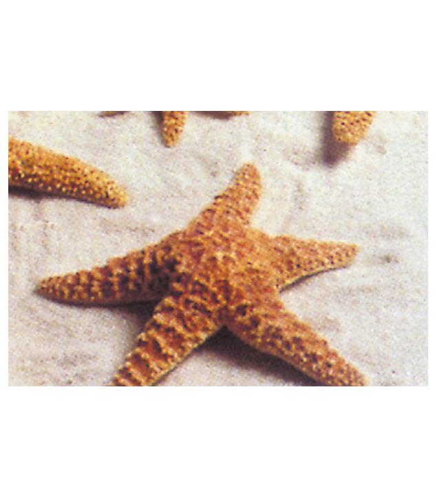 Pacific Starfish 10"-12"